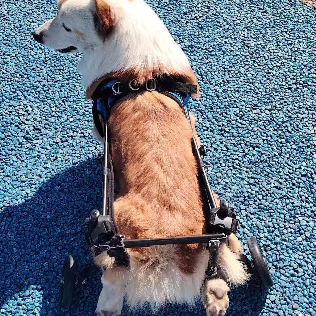 Pet Wheelchair: Rehabilitation Walking Aid & Booster Scooter for Dogs