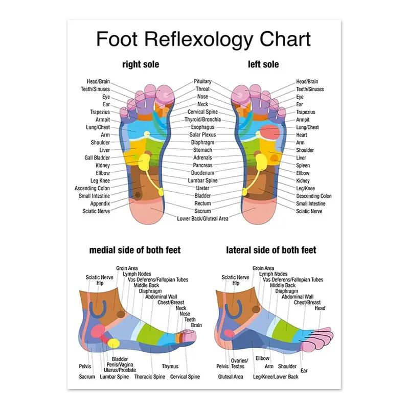 The Body Facial Anatomy Muscle Vessels Detailed Canvas Painting Human Structure Skeleton Education Poster Medical Decoracion