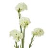 Hill Interiors Statice Artificial Flower Spray