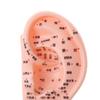 Professional Human Ear Model with Acupoint Traditional Learning Tool