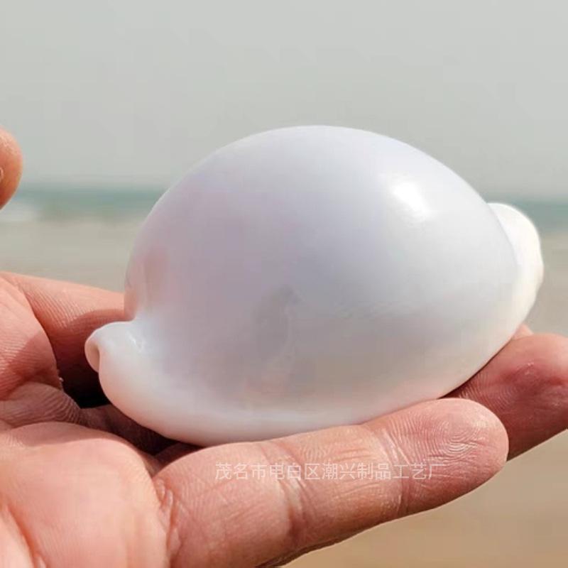 12pcs/lot White Rabbit Conch Natural Shell Conchs Aquarium Home Decoration Wedding Floor Wall Paste Micro-landscape Creative