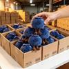 Bambola Mirtillo Nuova Innocente Carina Peluche Portachiavi Ciondoli Borsa Cartone Animato Frutta Ciondolo Per Regalo di Compleanno dei Bambini
