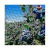 Plasă Anti-Păsări 15m X 15m Stabilizată UV Plasă HDPE cu Ochiuri de 5cm X 5cm M