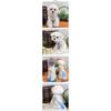 Clothing for Small and Medium-sized Dogs Shiba Inu New Chinese Style Cheongsam Dog Clothes Autumn and Winter Cat Pet Clothes New