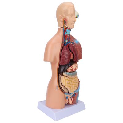 Human Torso Model Removable Educational Body Brain Anatomy Model for Teaching School Hospital 17.7in