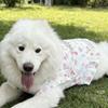 Fruit Print Pet Princess Dresses Flutter Sleeve Dog Cooling Clothes Dog Floral Skirt  for Pet Party