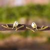 European & American Retro Bird Branch Jewelry Set: Drip Oil Earrings, Ring & Necklace