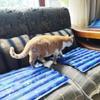 Summer Cooling Pet Water Bed Cushion Ice Pad Cat Sleeping Square Mat for Puppy Dogs Cats Pet Kennel Top Quality Cool Cold