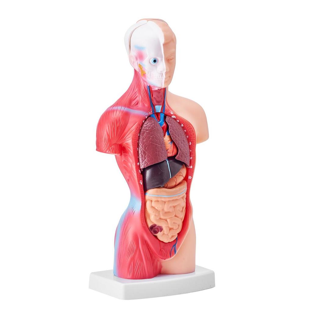 Human Body Model, 15 Parts 11 inch, Human Torso Anatomy Model Anatomical Skeleton Model with Removable Organs, Educational Teaching Tool for Students