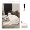 Cat Calendar 2026 Daily Calendar CK-C26-01