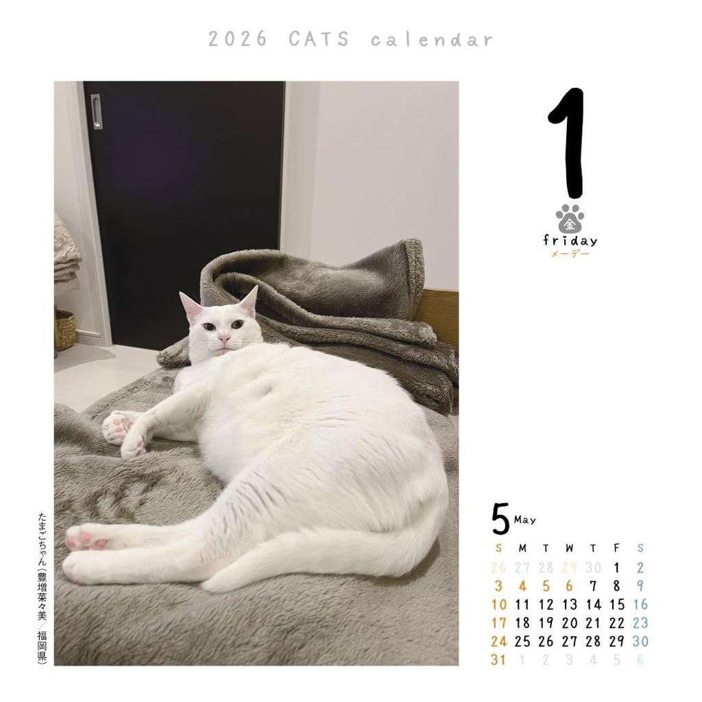 Cat Calendar 2026 Daily Calendar CK-C26-01