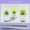 Vera Aloe Saussurea Involucrata Gladiolus Succulent Plant Potted Simulated