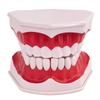 Children's Dental Teaching Aid: Tooth Brushing Toy Model