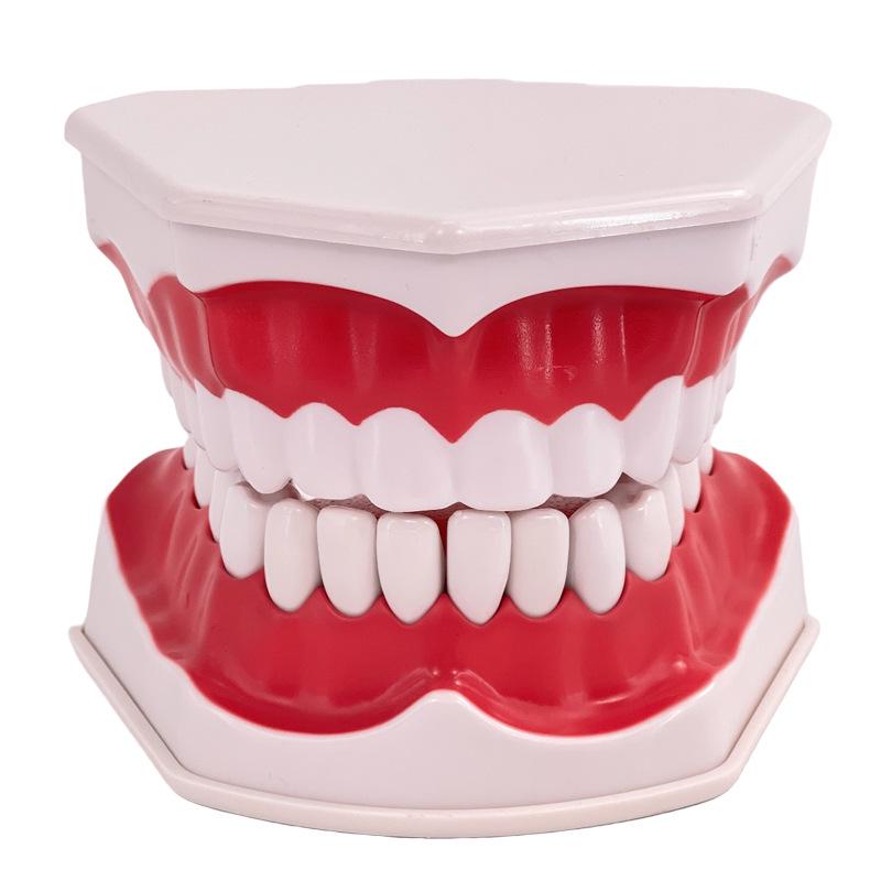 Children's Dental Teaching Aid: Tooth Brushing Toy Model