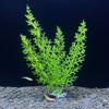 18cm Simulation Water Grass Decorative Fish Tank Ornament Plant  Fish Tank