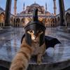 Agamemnon Katzenhelm Cos Spartanische Haustierhut Halloween Cosplay Requisite Lustige Katzenmaske Party Kostüm Foto Dekoration Zubehör