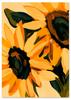 Poster Yellow Flowers Sunflowers