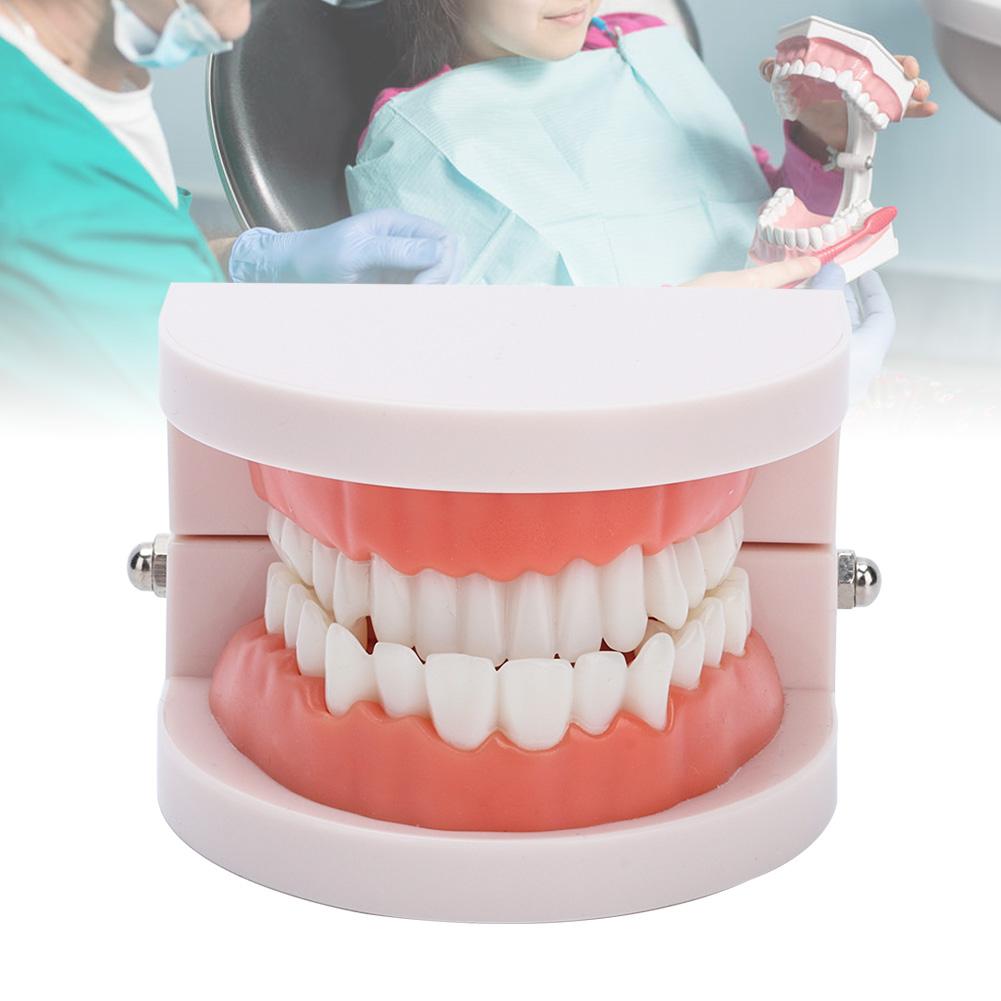 Modello Gengive Protesi Dentale 28 Pezzi Modello Standard Denti Adulti Strumento Didattico Medico