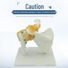 Human Joint Anatomical Models