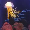 Jellyfish Aquarium Decorations Bright Color Silicone Decor Artificial Jelly-Fish