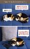Ninian and Kino Perfect Pet Calico Cat Plush Toy Cat Realistic Calico Cat Calico Cat Goods Animal Healing Moving Present Gift Celebration Cute Cat