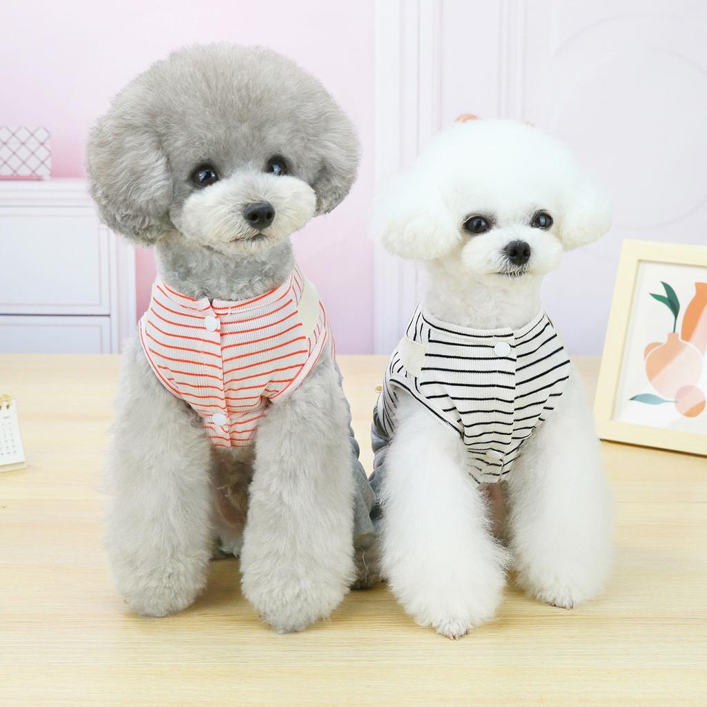 bichon costume