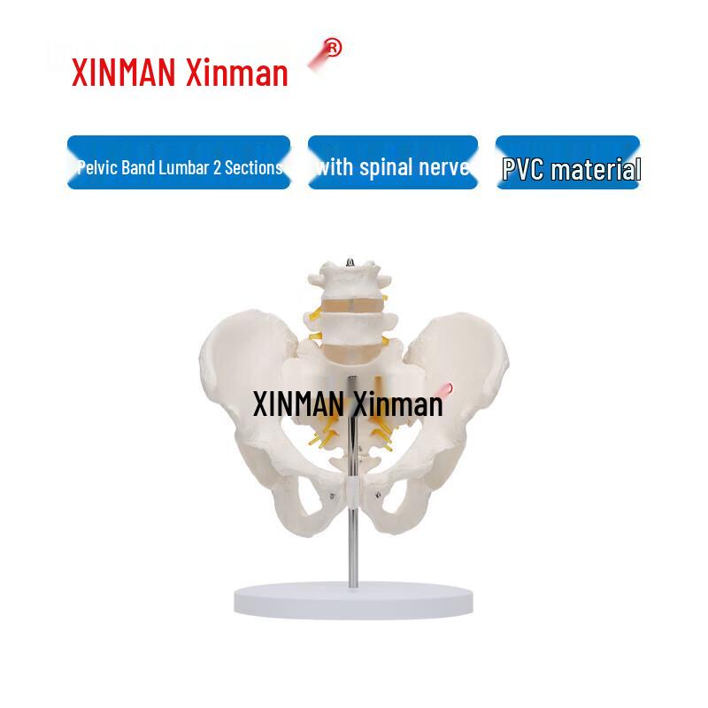 Human Lumbar Vertebra and Pelvis Medical Model