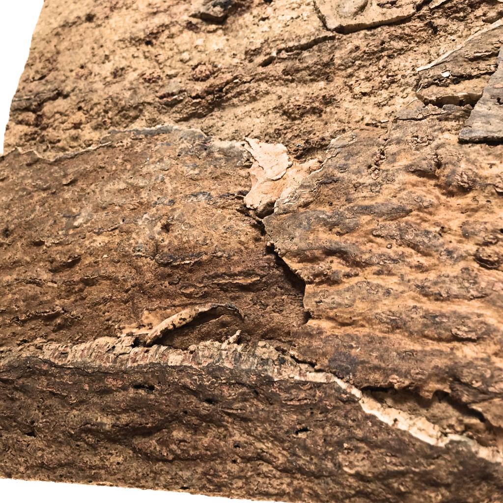 BioVirgin Cork Background Brown 30x30cm cork background for terrariums