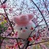 Sakura Pink Limited Edition Peace Bird Plush Sounding Doll
