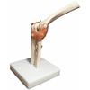BoNew Life Size Elbow Joint Anatomical Model Skeleton - Human Medical Anatomy