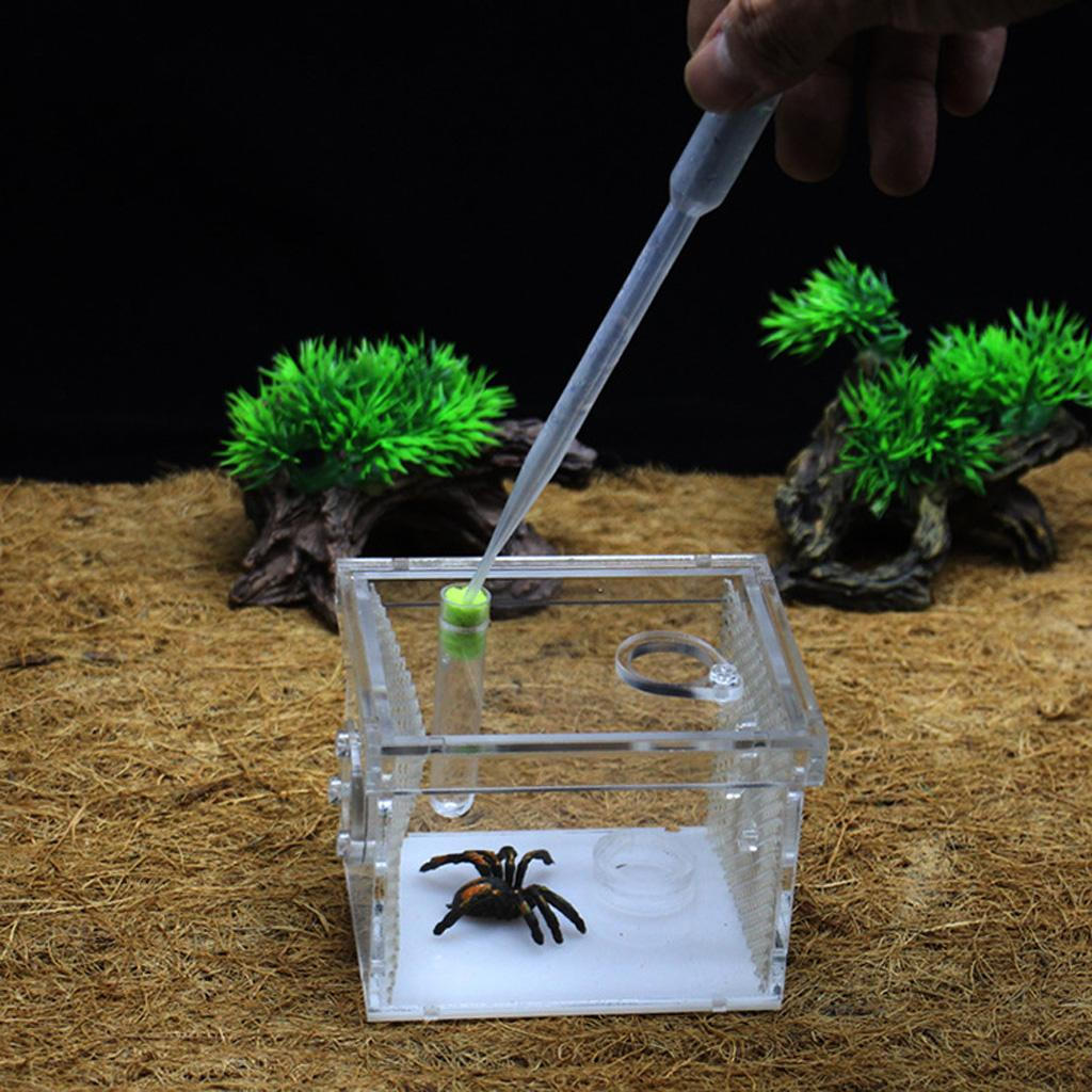 

And Feeding Bowl Acrylic Container For , Spider, S