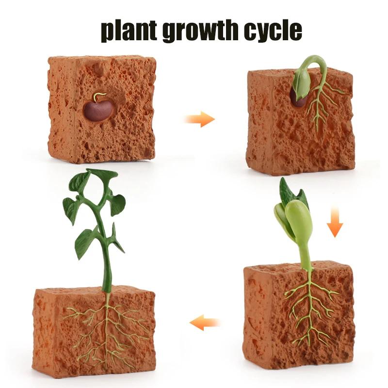 Animal Life Cycle Board Children Toys Montessori Teaching Aids Plant Animal Growth Cycle Model Set Preschool Cognitive Toys
