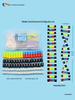 DNA Double Helix Model for Biology Education: Primary to High School Science Teaching Tool
