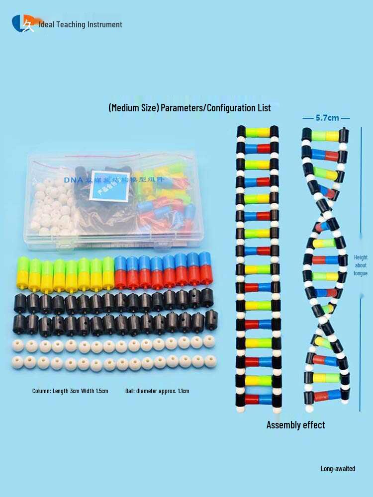 DNA Double Helix Model for Biology Education: Primary to High School Science Teaching Tool