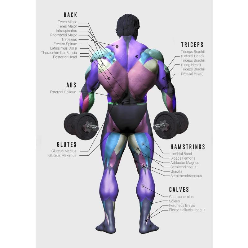 Muscle Anatomy Chart Quotes Canvas Painting Weightlifting Poster Print Color Pictures Gym Boy Room Wall Home Decor