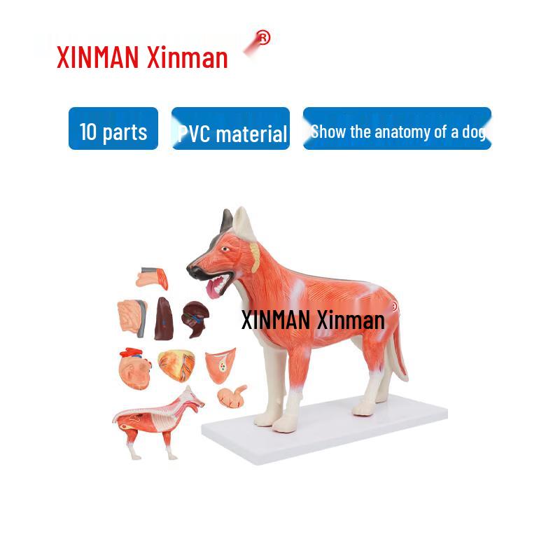 Xinman Canine Anatomy Model