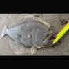 DUEL Armored Pro Flatfish 200m Size F+ 0.8 Flounder/Flatfish