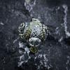 Adjustable Open Ring Men Women Sterling Vintage Lucky Toad Coin Design Retro Boho Jewelry