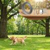 Anti Rust Outdoor Dog Tie Out Cable 15/30M Dog Tie Out Trolley Wire Rope  Outdoor Yard