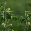 Plant Trellis Netting Heavy-Duty Plant Support Vine Climbing Hydroponics Garden Net Accessories Gardening Bracket Climbing Nets