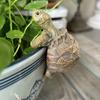 Tortoise Figure Plant Pot Hanger, Resin Hanging Turtle Statue Plant Decorations Cute Turtle Statue Figurines Planter Pot Hangers