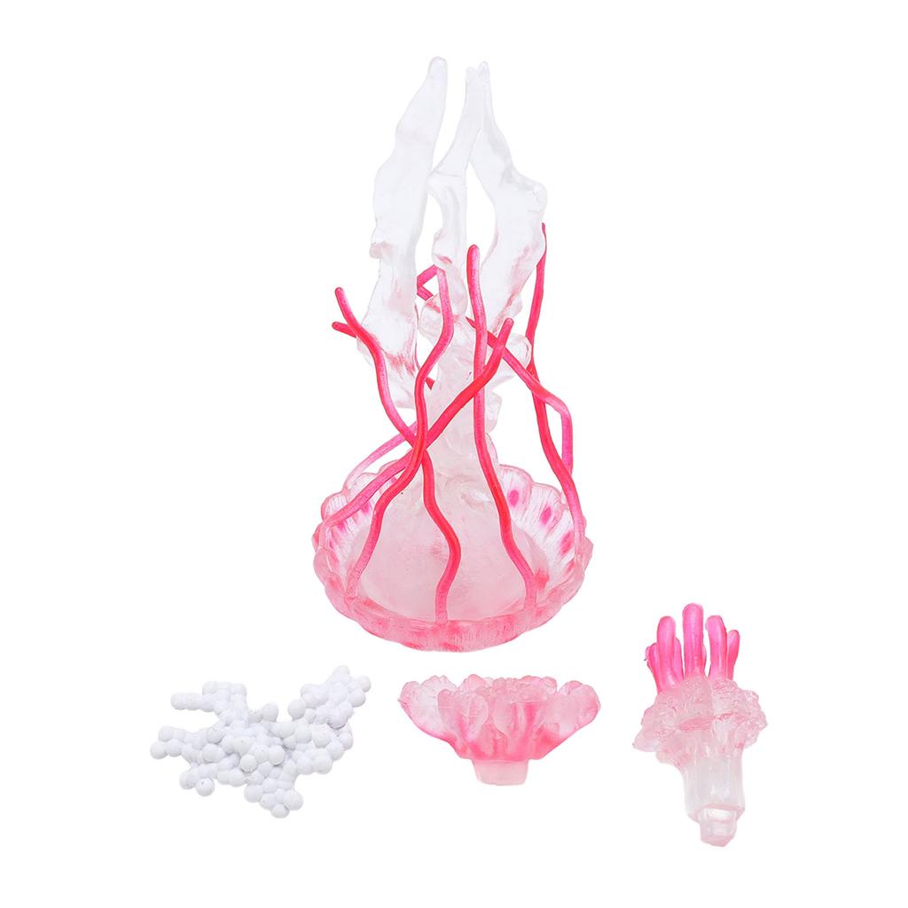 4 Stück Quallen Wachstumszyklus Figur Pädagogisches Spiel Simuliertes Quallenmodell Spielzeug Realistisch