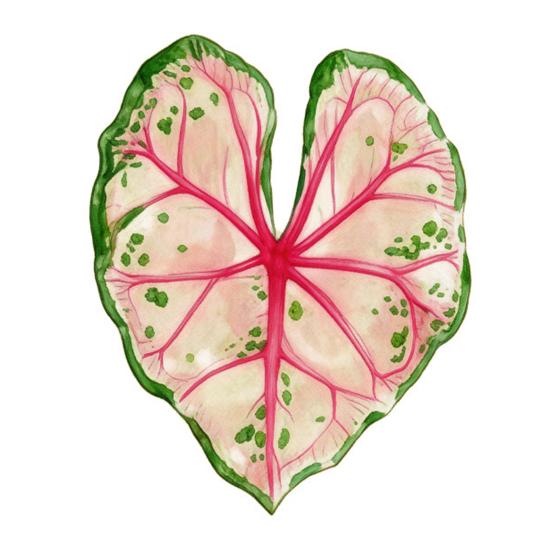Acrylic Tropical Plant Coasters, Heat Resistant Non-Slip Drink Coasters, Easy Clean Leaf Shaped Pads for Coffee Table Desk Decor, Home Gift
