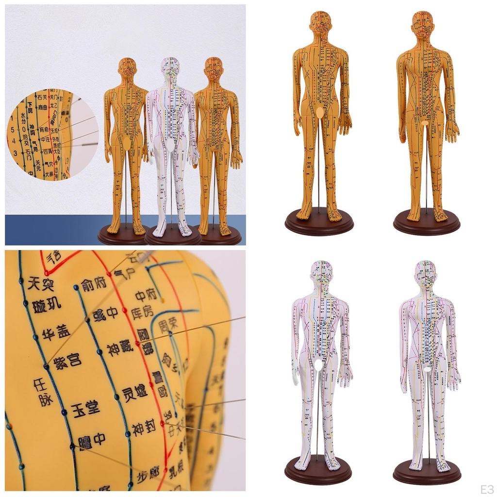 Advanced Human Anatomy Model with Color-Coded Guides for Learning