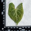 Syngonium Podophyllum Dried Pressed Flowers for DIY Leaf Art or Epoxy Frame.