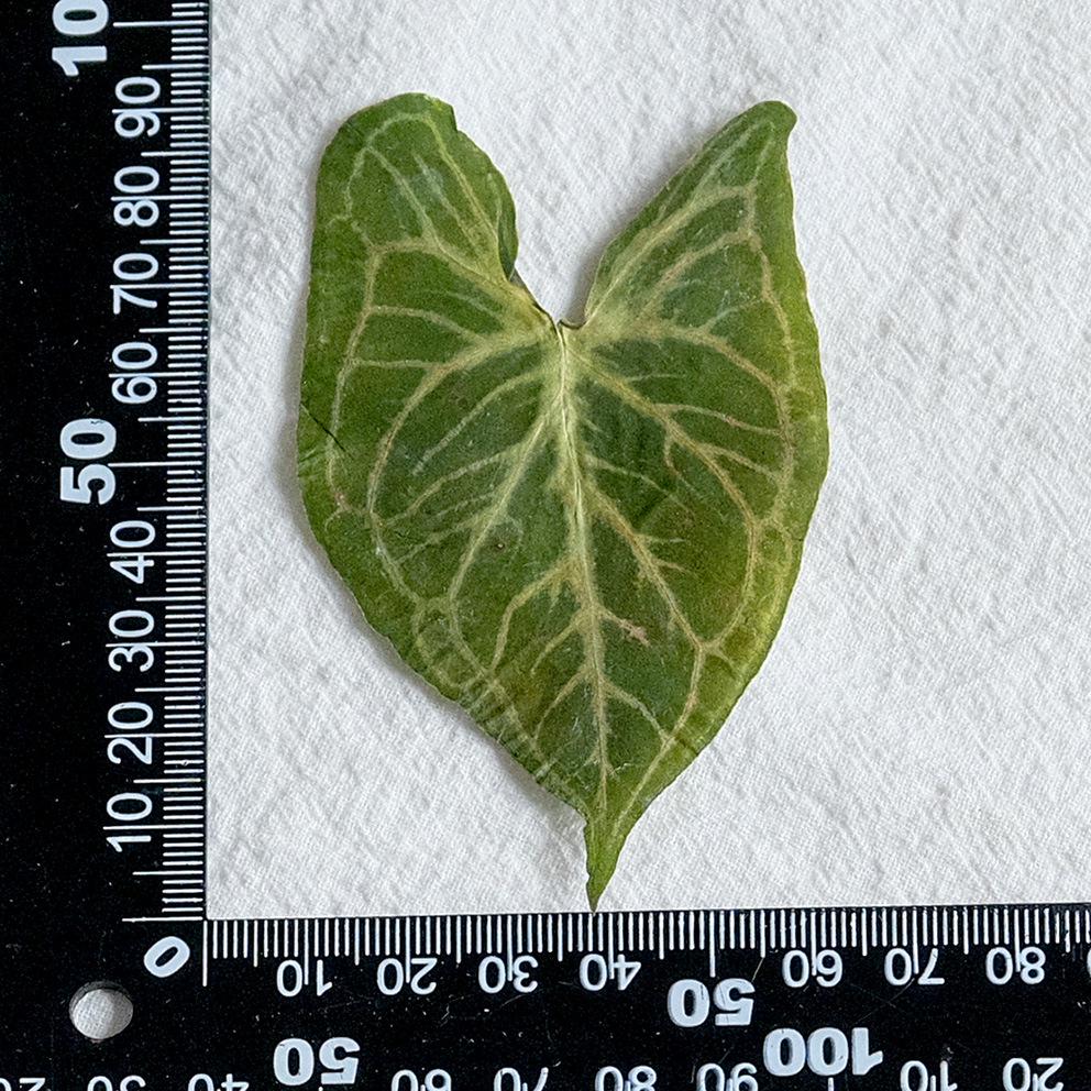 Syngonium Podophyllum Dried Pressed Flowers for DIY Leaf Art or Epoxy Frame.