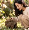 18cm Simulated Guinea Pig Doll Soft Brown White Standing Wild Animal Small Plushie Man Gift