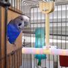 Bird Perch Stand Bird Cotton Rope Perches Parrot Swing Toys Hammock Cage Accessories for Finches Lovebirds Budgies Exercise