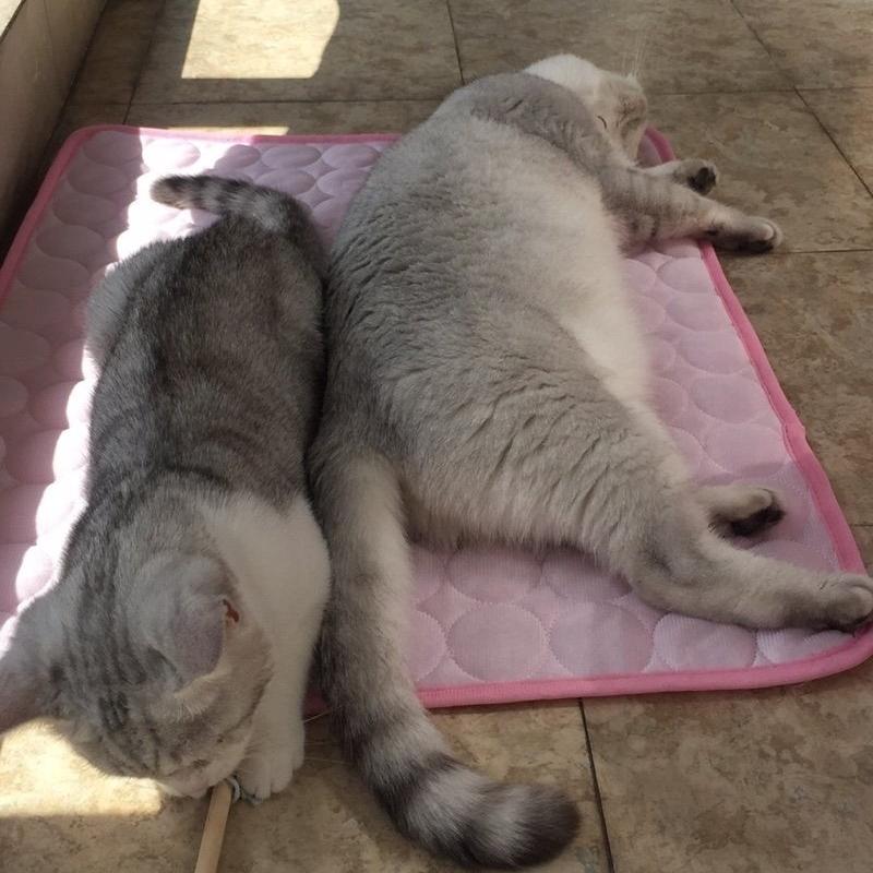 Pet Cooling Mat Dogs Cats Chill Bed Indoor Summer Heat Relief Indoor Cool Cushion Gel Sleeping Pad Seat (S/M/L/XL))