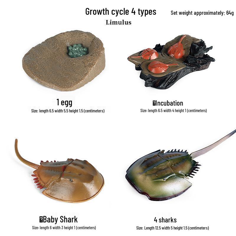 Children's Cognitive Toys: Frog Tadpole Growth Cycle Models